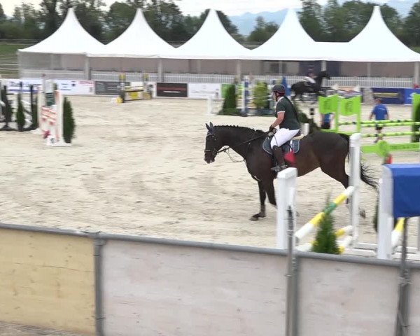 Pferdesporttage Galgenen 2018