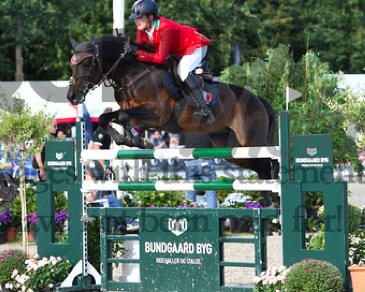 stallion Invisible E van het Juxschot (Belgian Riding Pony, 2004, from Eternity van de N.Ranch)