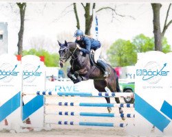 broodmare Cindy Crawford 7 (Holsteiner, 2009, from Crawford)
