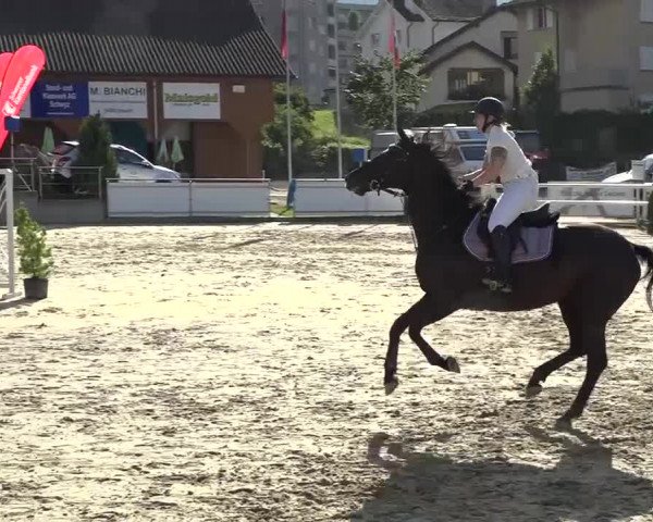 Schwyzer Pferdesporttage 2018