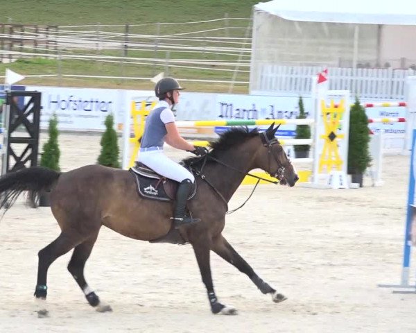Pferdesporttage Galgenen 2018