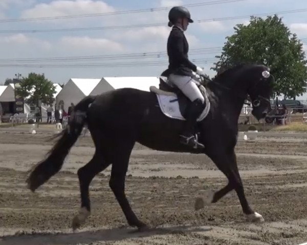 broodmare FS Santa Belinda (Rhinelander, 2013, from Special Agent Amour)