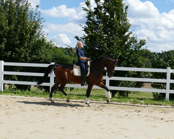 dressage horse Foundex (Hanoverian, 2012, from Foundation 2)