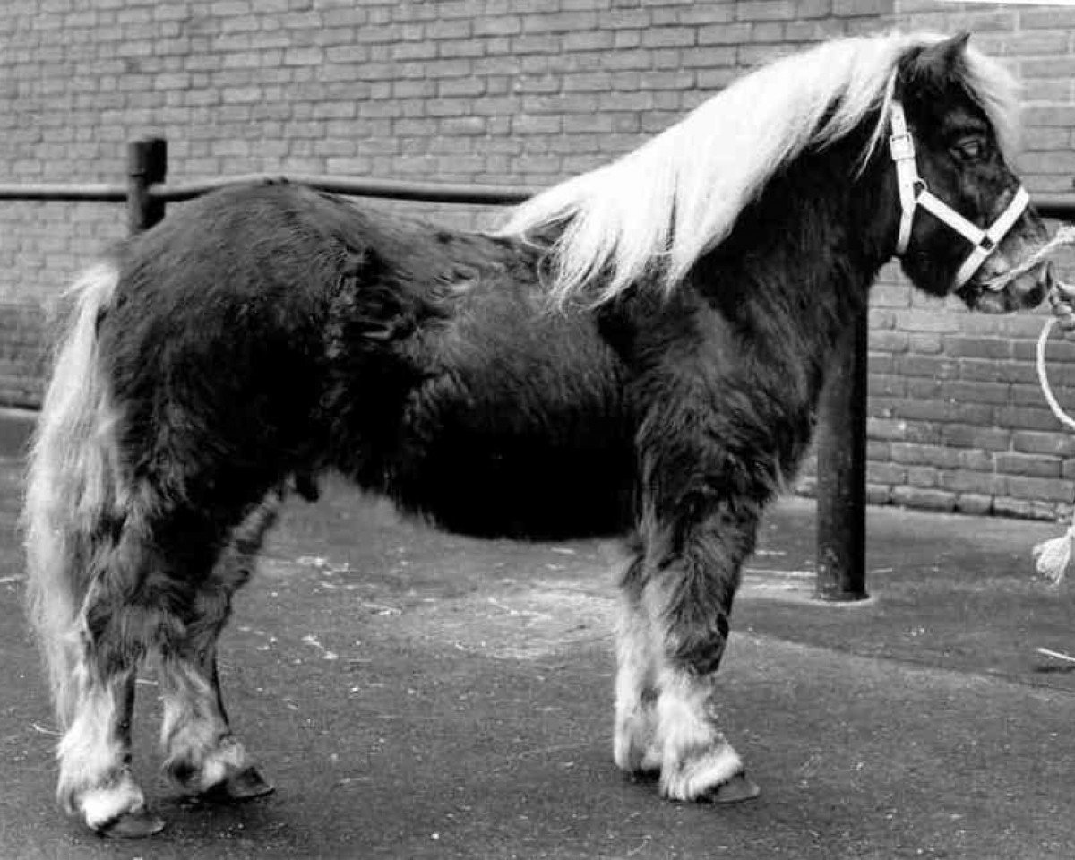stallion Zingaro van Keizershof (Shetland Pony, 1985, from Kismet van Bunswaard)