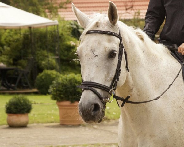 Springpferd Black Dancer 9 (Mecklenburger, 2001, von Babylon)
