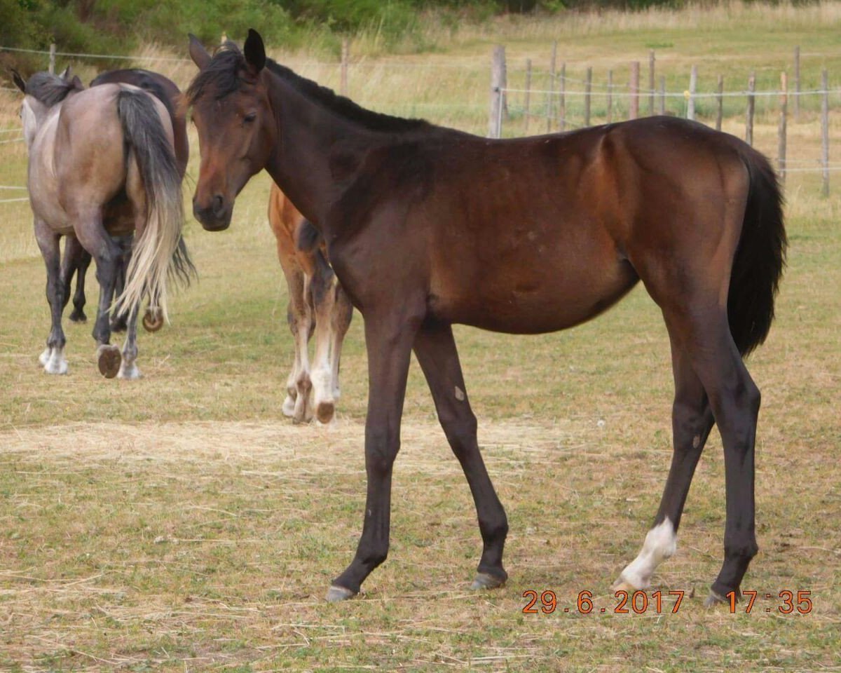 broodmare Electra SL (Oldenburg, 2016, from Campamento)