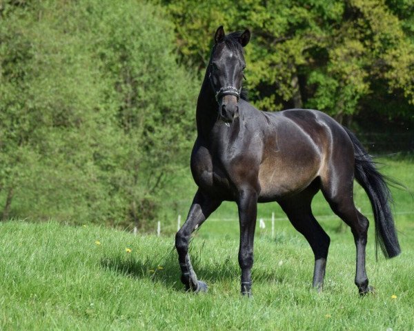 horse Quantamanero (Hanoverian, 2013, from FRH Quaid)