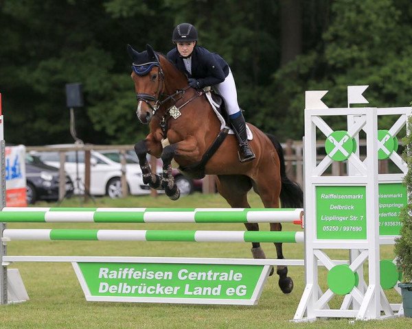 Zuchtstute Contara 16 (Holsteiner, 2011, von Contender)