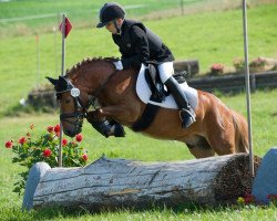 dressage horse Macky 7 (Pony without race description, 2004)
