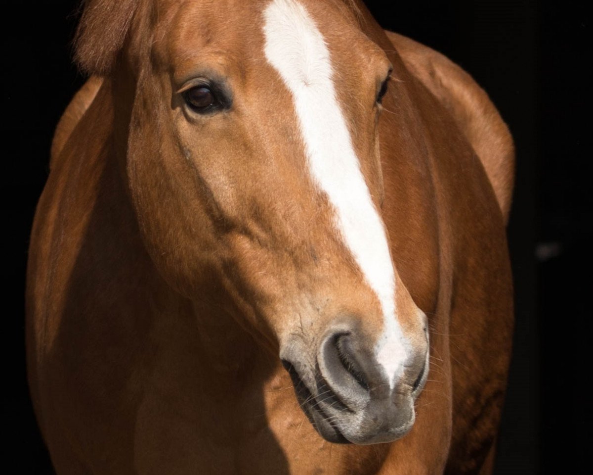 dressage horse Felixx 5 (Hanoverian, 2001, from Federweisser)