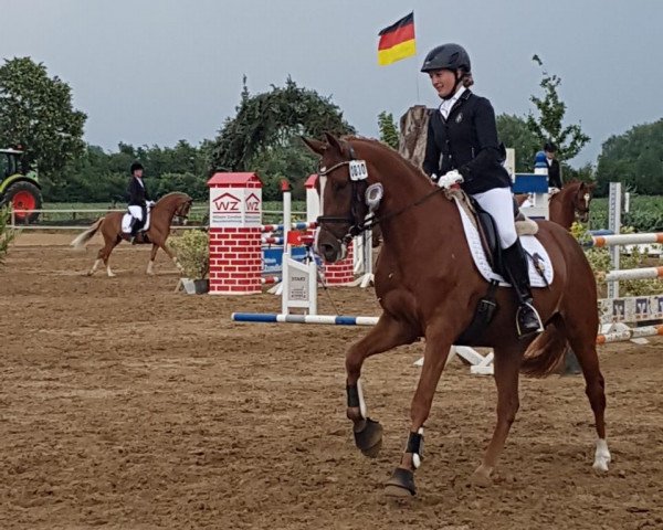 broodmare Schelenburgs Deepsea (German Riding Pony, 2014, from FS Don't Worry)
