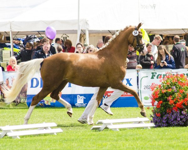 Zuchtstute The Shilo (Deutsches Reitpony, 2013, von The Braes My Mobility)