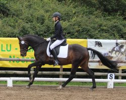 dressage horse Sir Manni 3 (German Riding Pony, 2011, from Strahlemann)