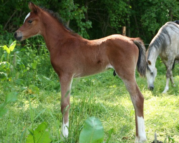 horse Al Sadoun (Arabian purebred, 2013, from Shaklan Ibn Bengali ox)