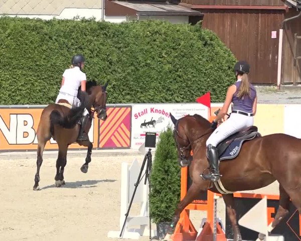 Pferdesporttage Galgenen 2018