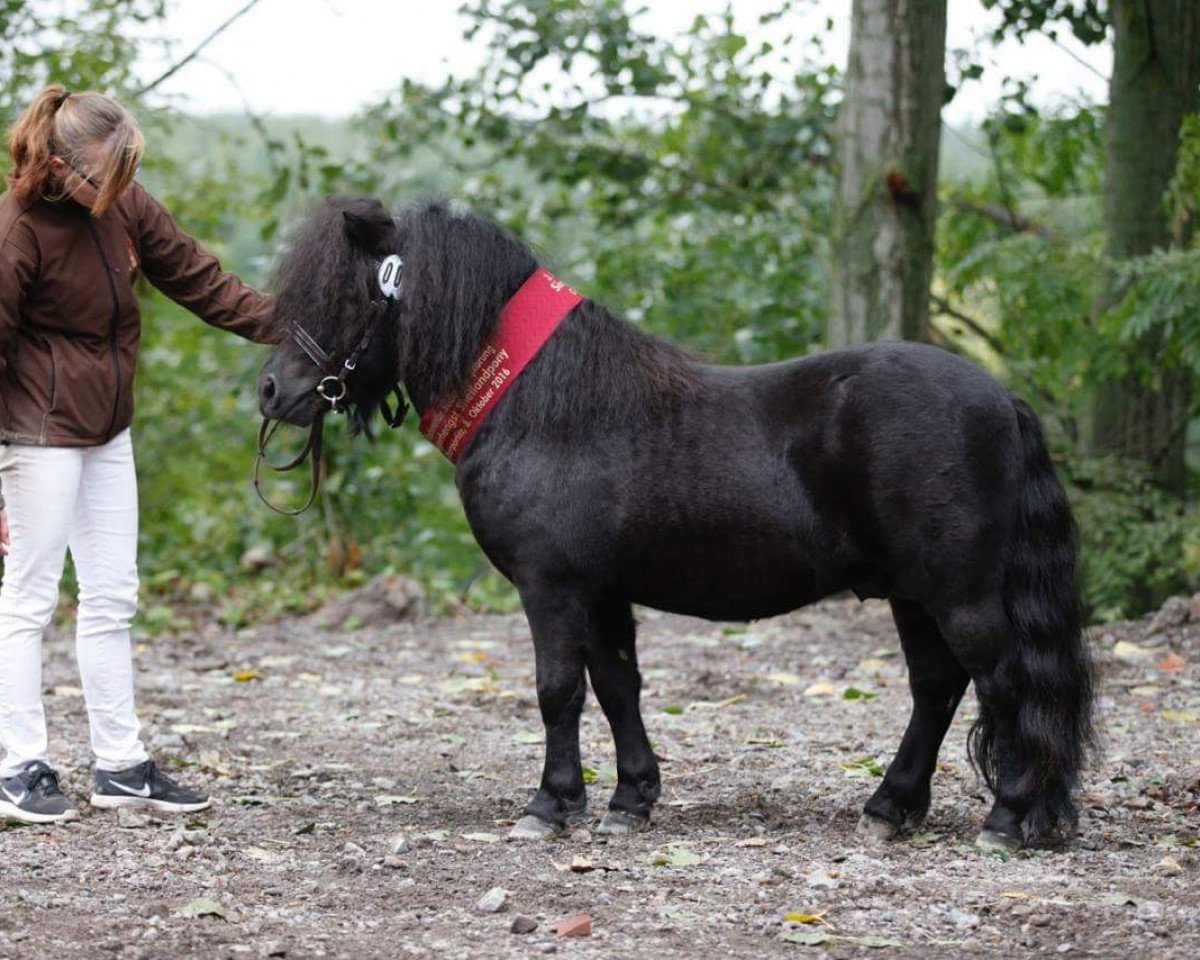 Deckhengst Shadow vom Orphalgrund (Shetland Pony, 2014, von Stefan van Aruba)