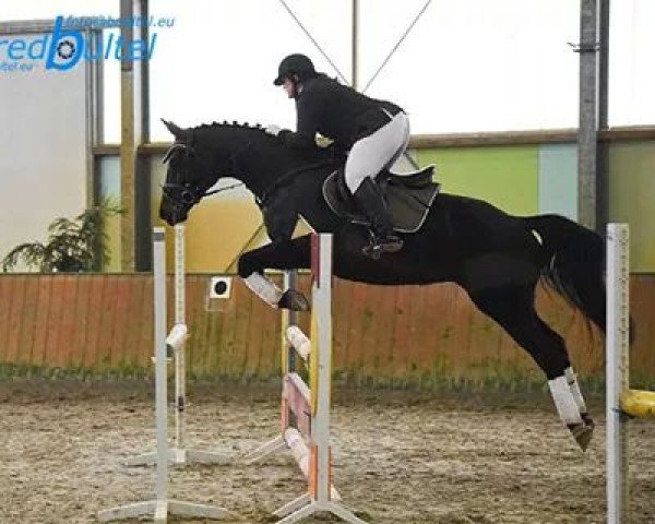 jumper Evita 184 (Hanoverian, 1997, from Escudo II) jumper Evita 184 (Hanoverian, 1997, from Escudo II)