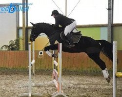 jumper Evita 184 (Hanoverian, 1997, from Escudo II)