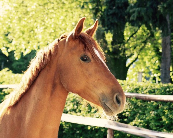 Zuchtstute Zora 161 (Deutsches Reitpony, 2009, von Top Zento)