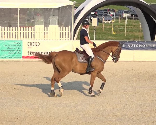 Pferdesporttage Galgenen 2018