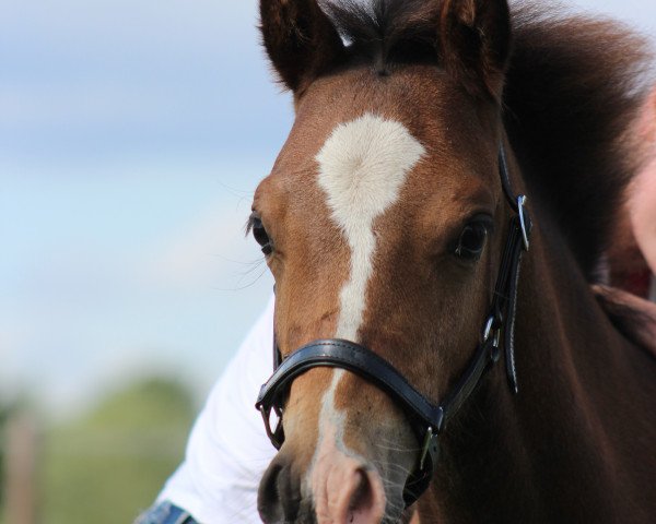horse Be a Surprise K (German Riding Pony, 2017, from Basall)