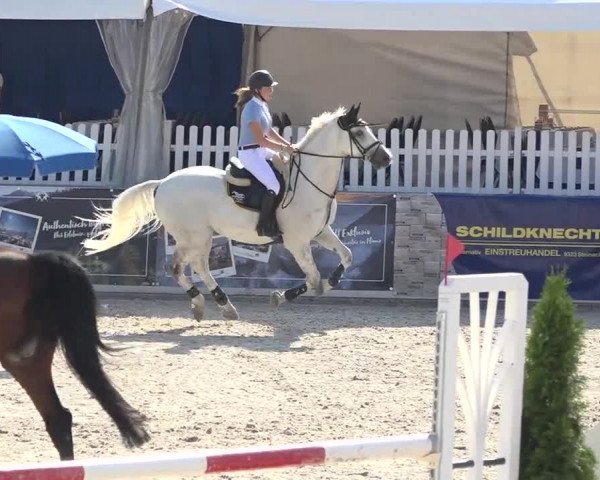 Pferdesporttage Galgenen 2018