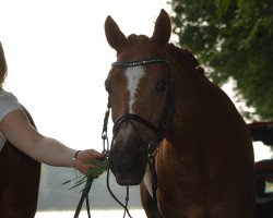 jumper Daisy 210 (German Riding Pony, 1989, from Dornenvogel)