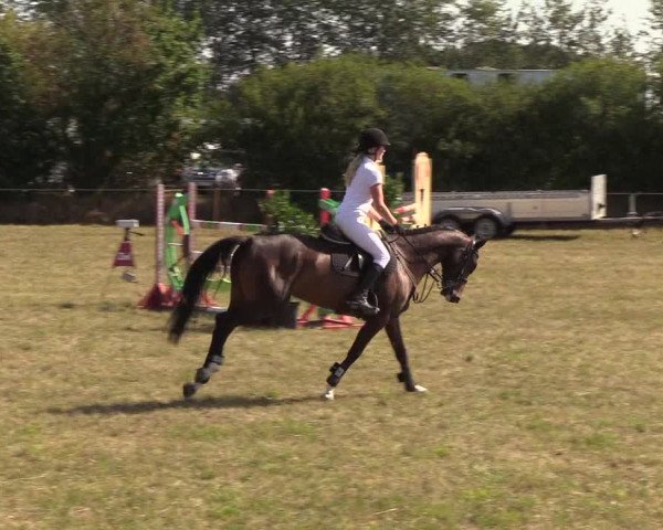 Reitturnier Sollerup 2018