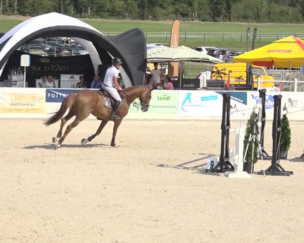 Pferdesporttage Galgenen 2018