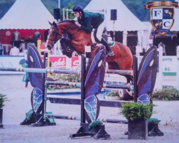 broodmare Quandurina (Holsteiner, 2006, from Quidam de Revel)