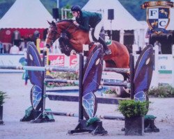 broodmare Quandurina (Holsteiner, 2006, from Quidam de Revel)