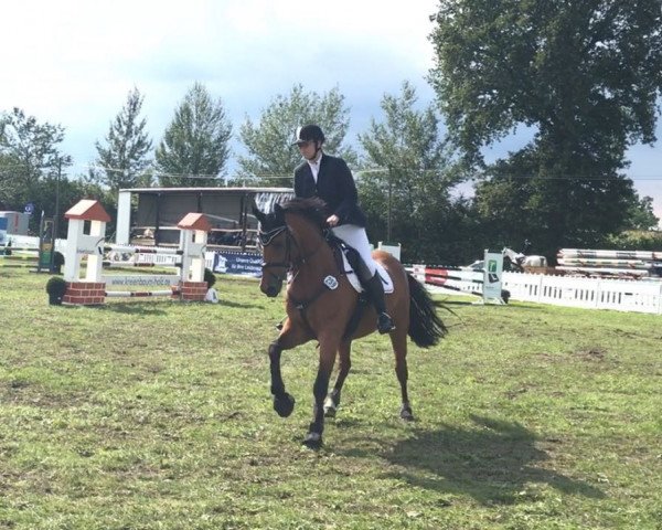 Springpferd Erasco 12 (Oldenburger, 2007, von Export)