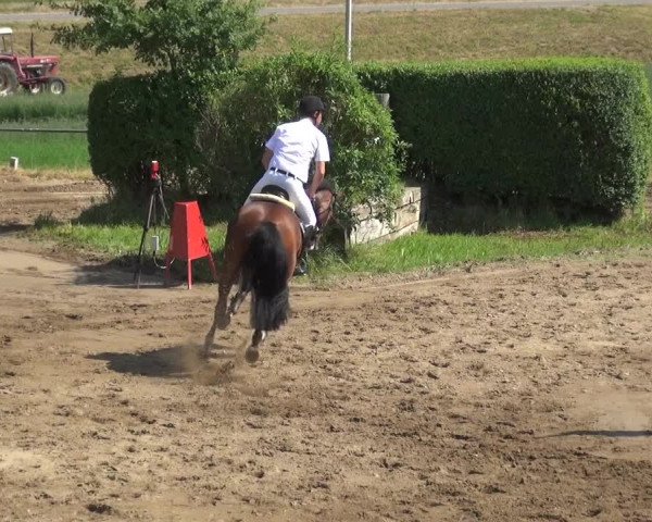 Reitturnier Neuss-Uedesheim 2018