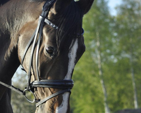 dressage horse Paolo (Westphalian, 2005, from Pascavello)