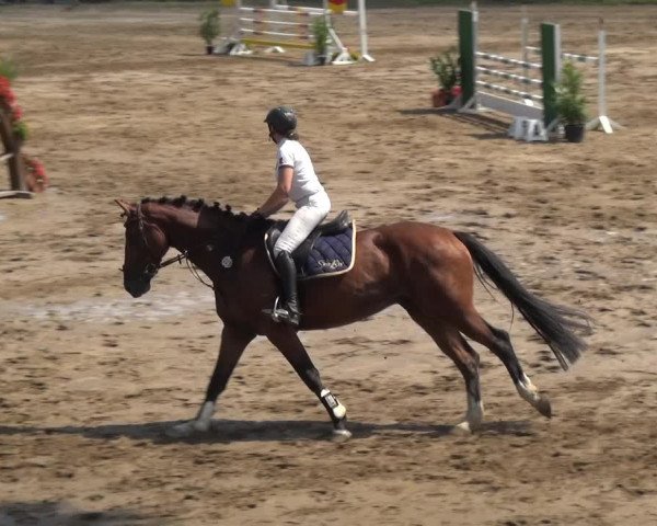 Reitturnier Neuss-Uedesheim 2018