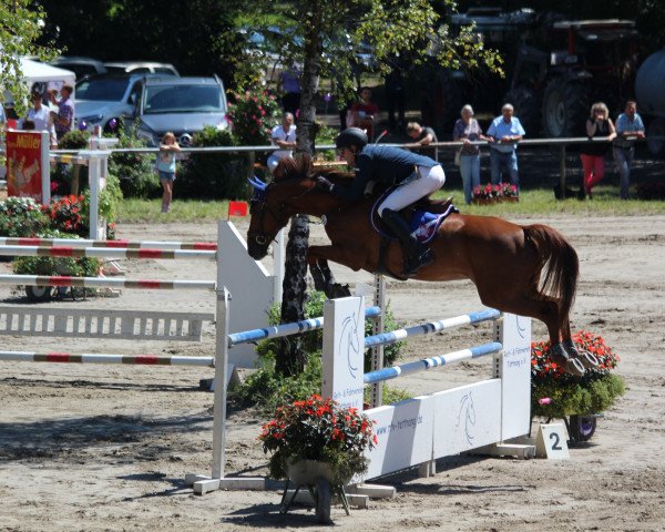 jumper Caramel (Holsteiner, 2004, from Cambridge)