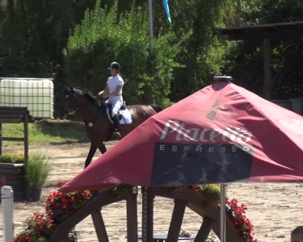 Reitturnier Neuss-Uedesheim 2018