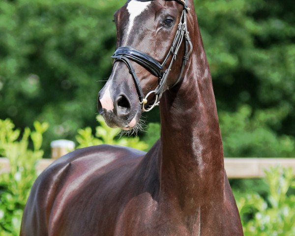 dressage horse Brettano JK (Westphalian, 2013, from Bretton Woods)