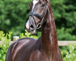 dressage horse Brettano JK (Westphalian, 2013, from Bretton Woods)