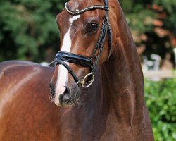 Dressurpferd Bakado (Westfale, 2013, von Bretton Woods)