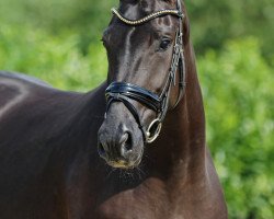 dressage horse Showtime 83 (Oldenburg, 2014, from San Amour I)