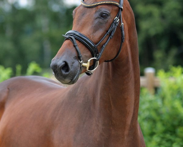 horse Wyntina (Westphalian, 2013, from Wynton)