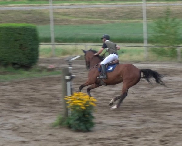 Reitturnier Neuss-Uedesheim 2018