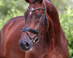 horse Don Massimo 3 (Westphalian, 2012, from Ehrentusch)
