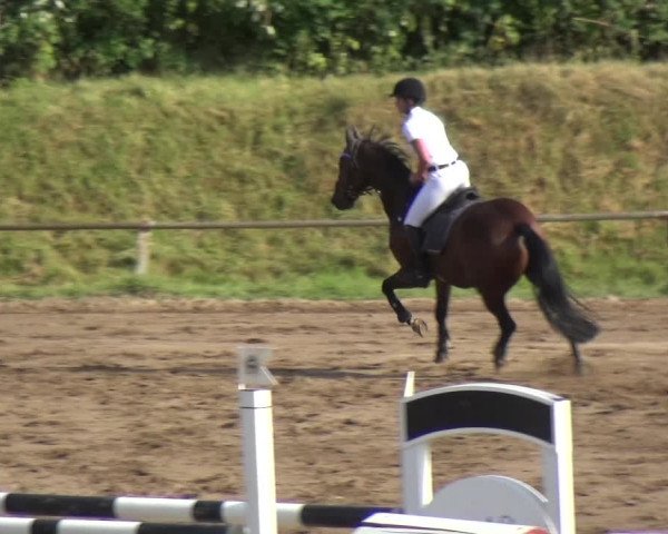 Reitturnier Neuss-Uedesheim 2018