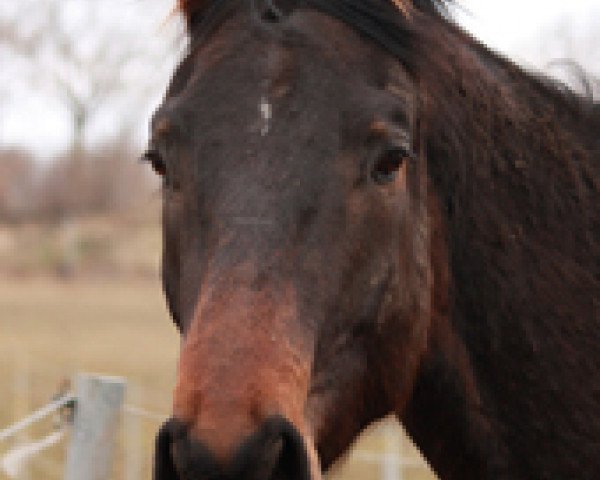 horse Hugo (Oldenburg, 2009, from Herzog von Nassau)