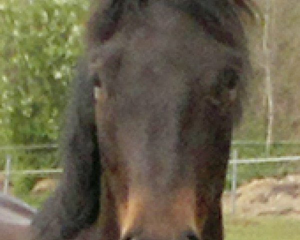 Pferd Sir Cosimo (Oldenburger, 2009, von Sir Shutterfly)