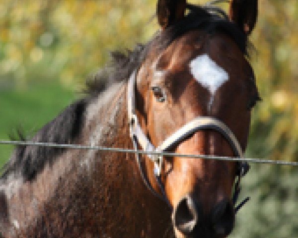 horse Quantando (Oldenburg, 2008, from Quintender 2)