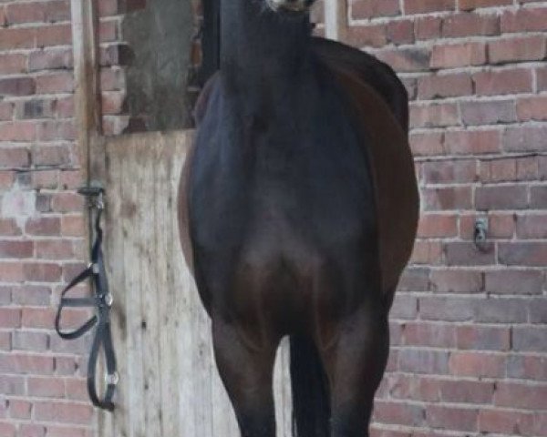 jumper Rock Me Rebellina (Oldenburg show jumper, 2010, from Rebell Junior)