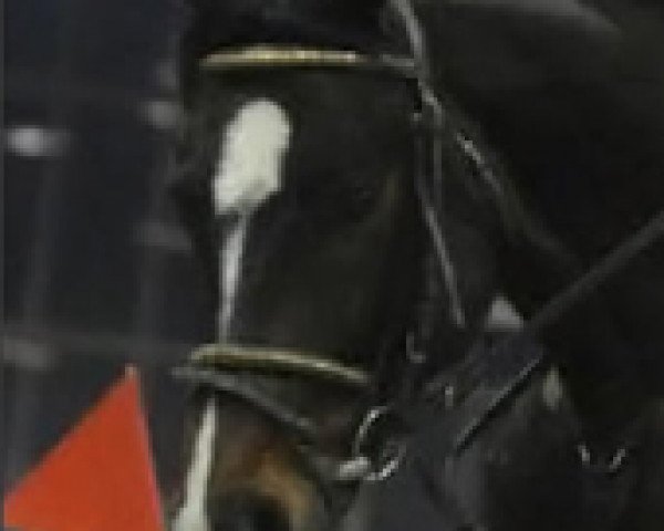 horse Sandrolino (Oldenburg, 2002, from Sandro Hit)